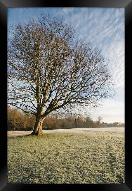 Winter morning light Framed Print by Stephen Wakefield