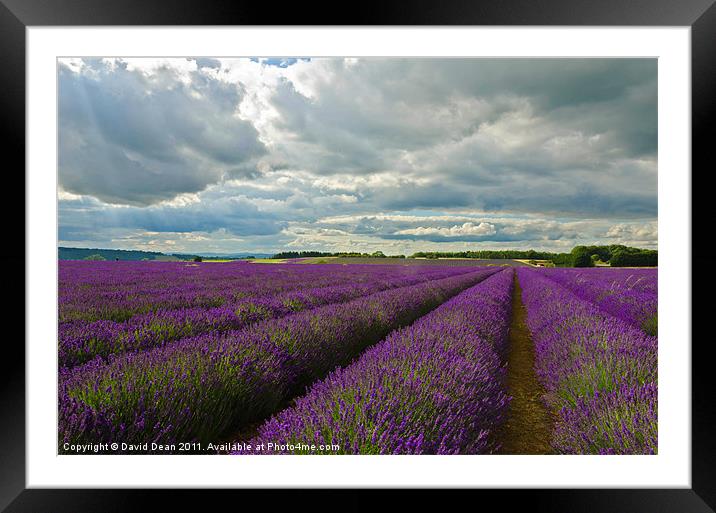 Lavender Lines Framed Mounted Print by David Dean