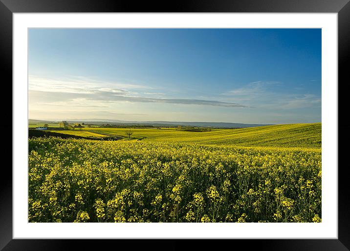 Fields of Gold Framed Mounted Print by David Dean