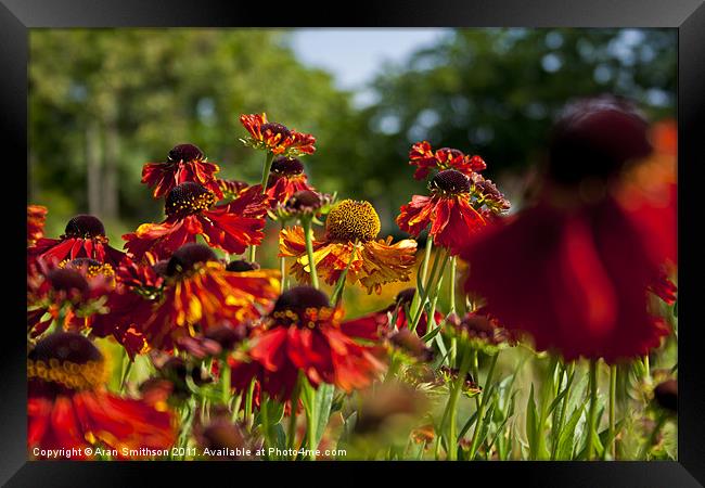 Last of the Pollen Framed Print by Aran Smithson