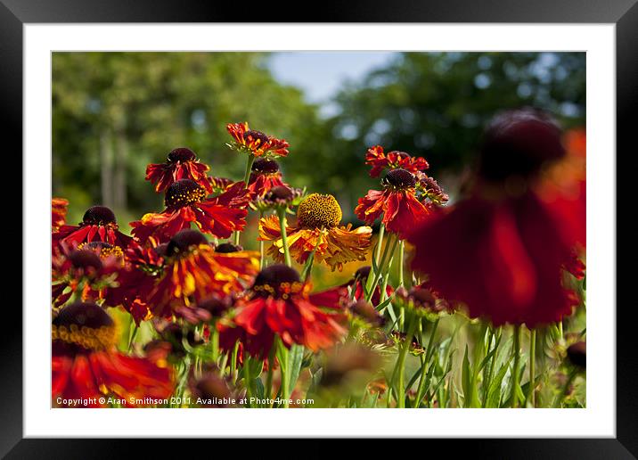 Last of the Pollen Framed Mounted Print by Aran Smithson