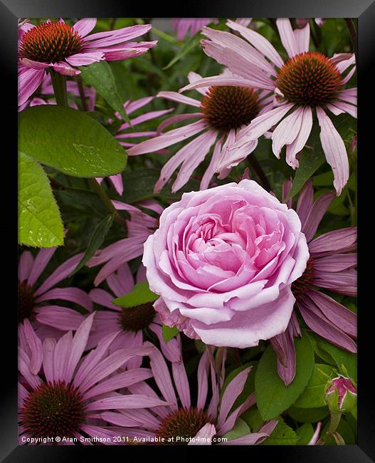 A rose amongst...echinacea Framed Print by Aran Smithson