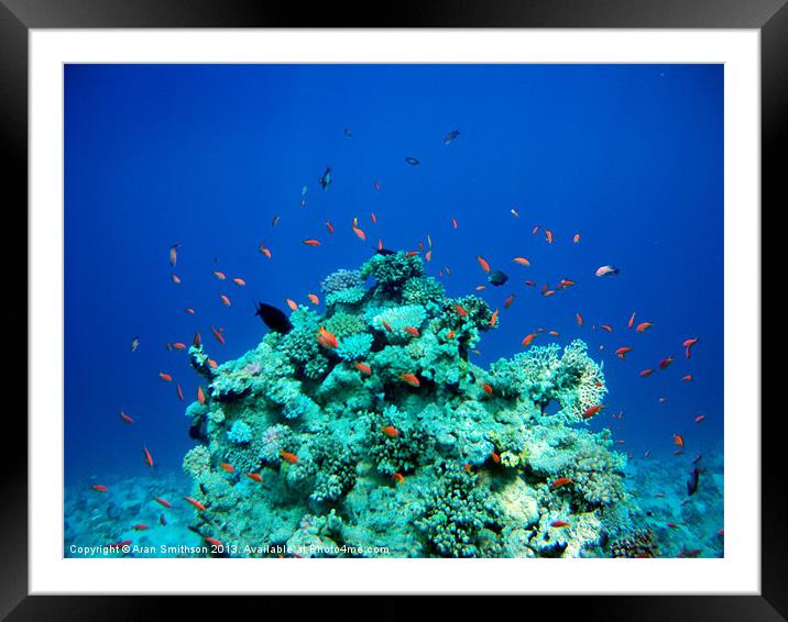 Red Sea Coral Fish Framed Mounted Print by Aran Smithson