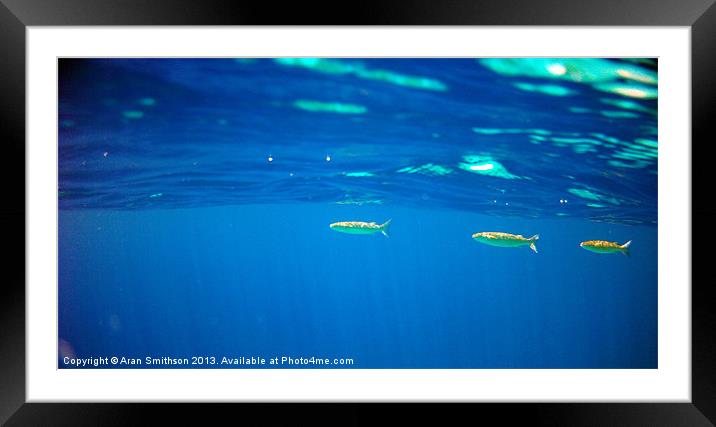 3 Fish Swim By Framed Mounted Print by Aran Smithson