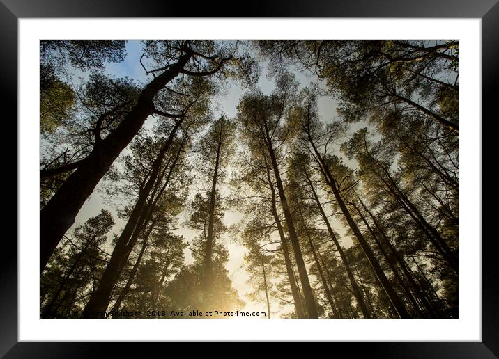 Sunset through the trees Framed Mounted Print by Aran Smithson