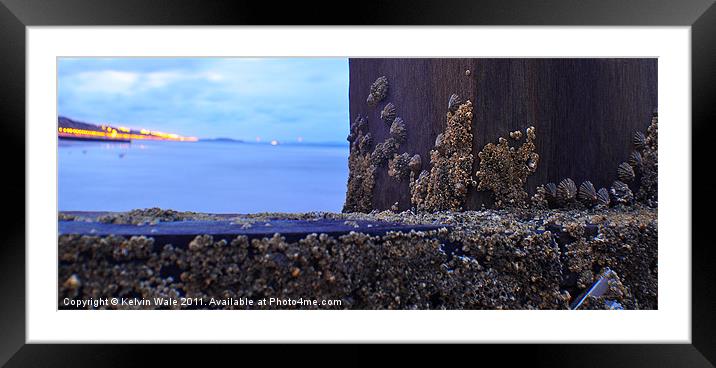 Barnacles Framed Mounted Print by Kelvin Futcher 2D Photography