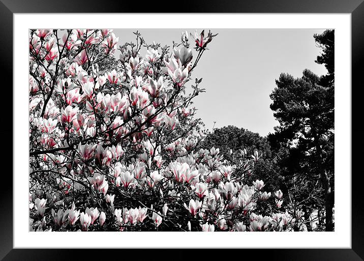 Magnolia Framed Mounted Print by Kelvin Futcher 2D Photography