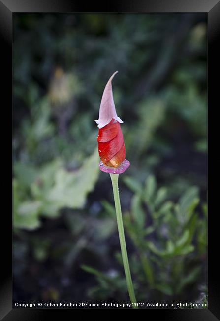 Single Flower about to bloom Framed Print by Kelvin Futcher 2D Photography
