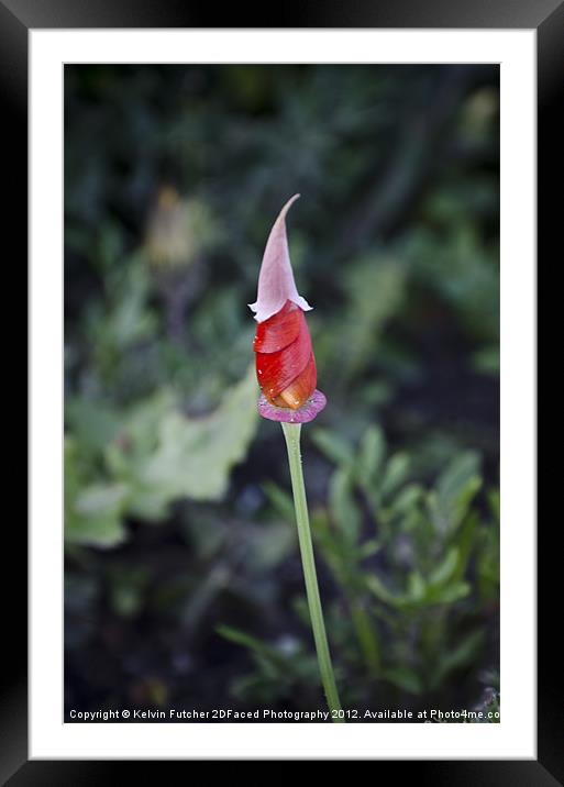 Single Flower about to bloom Framed Mounted Print by Kelvin Futcher 2D Photography