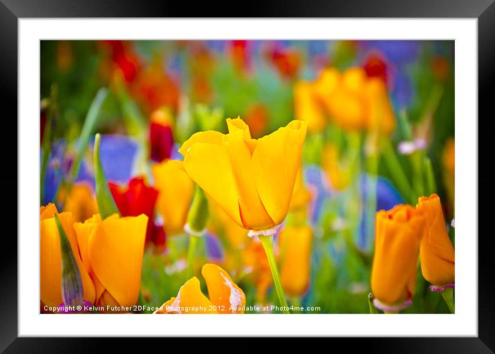 Bright Flower Framed Mounted Print by Kelvin Futcher 2D Photography