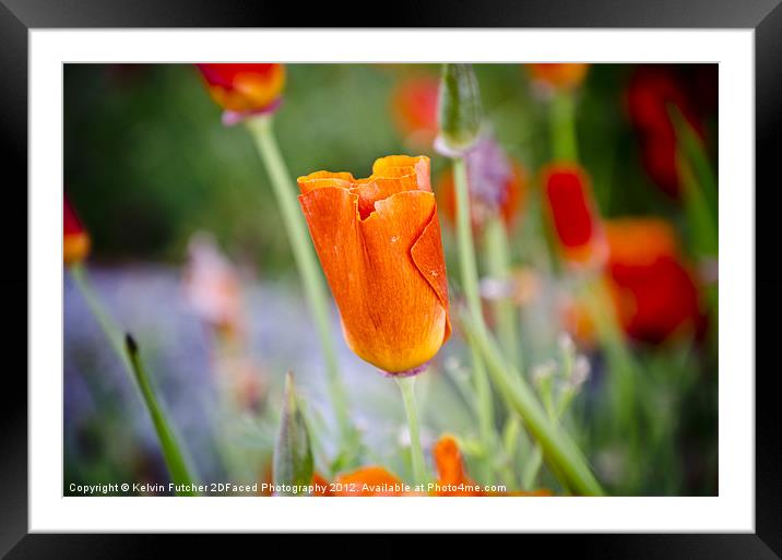 About to bloom Framed Mounted Print by Kelvin Futcher 2D Photography