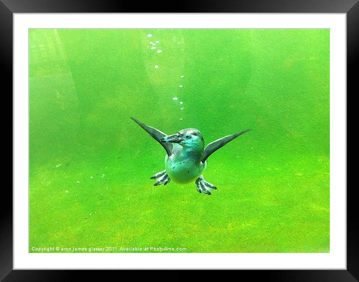 penguin Framed Mounted Print by aron james glasser