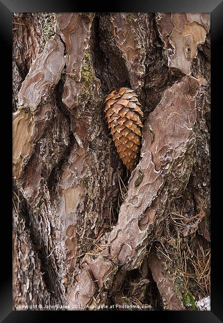Pine Cone on Tree Trunk Framed Print by John Barrie