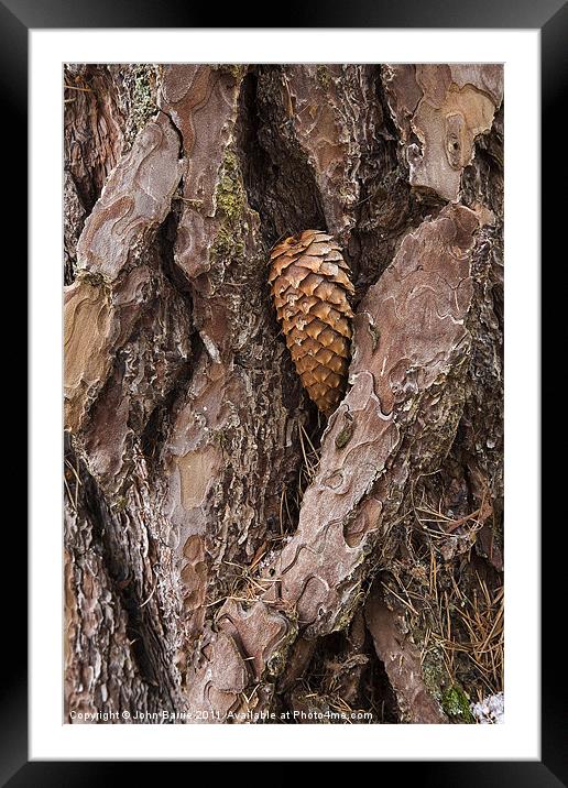 Pine Cone on Tree Trunk Framed Mounted Print by John Barrie