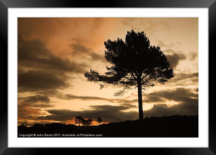 Silhouette Trees Framed Mounted Print by John Barrie
