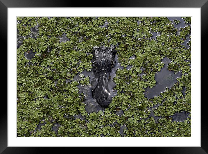 Crocodile Coming Framed Mounted Print by Kieran Brimson