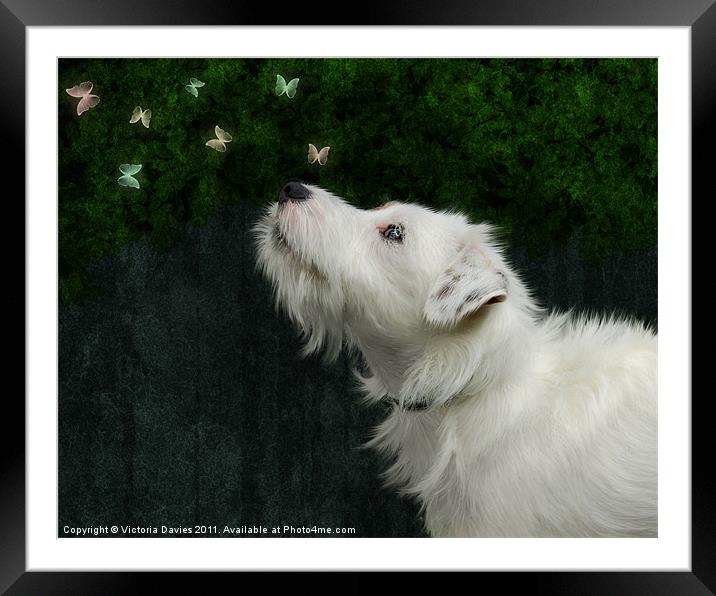 Jack Russell and Butterflies Framed Mounted Print by Victoria Davies