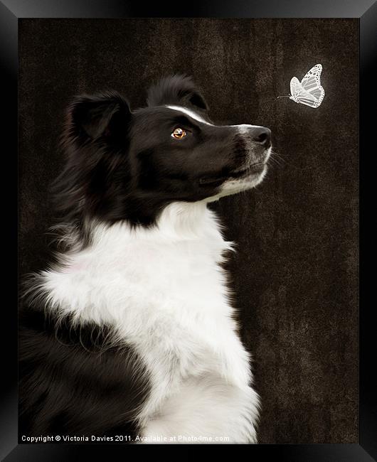 Border Collie with Butterfly Framed Print by Victoria Davies