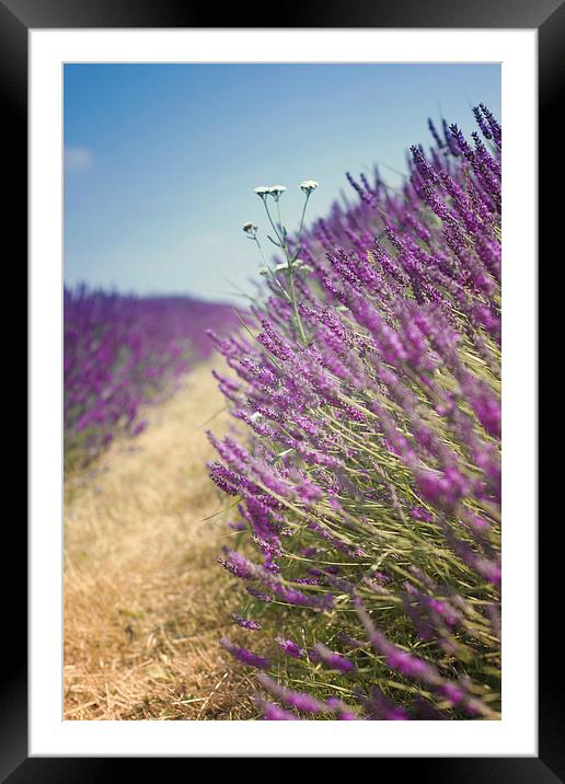 English Lavender Field with Blue Sky Framed Mounted Print by Victoria Davies