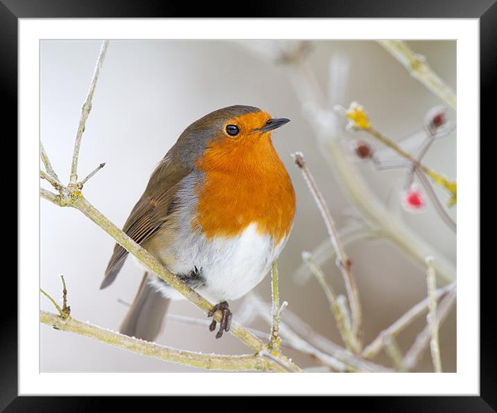 Winter Robin Framed Mounted Print by Andrew Haynes