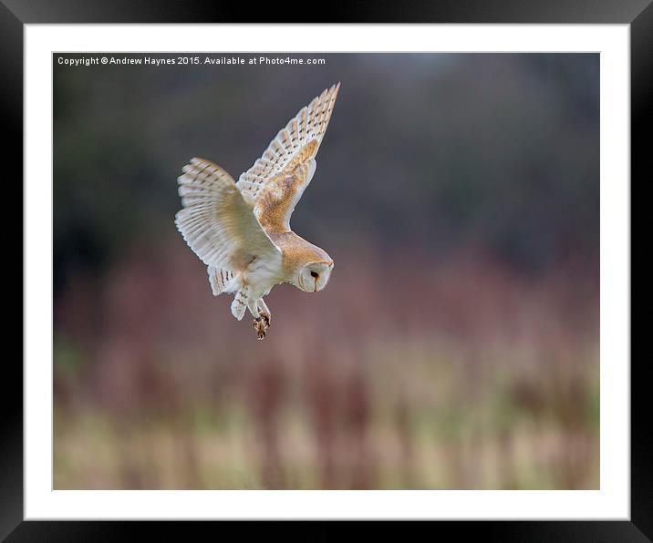 Barn Owl Stall Framed Mounted Print by Andrew Haynes