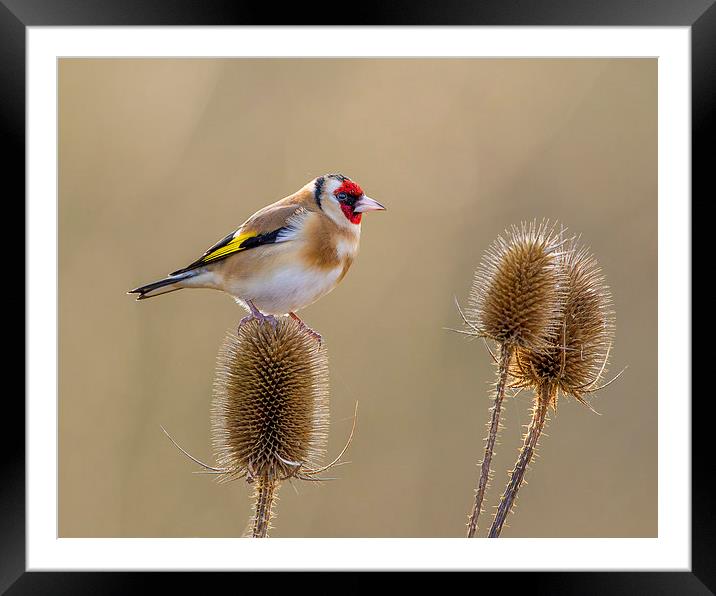  Goldfinch in amongst the teasles Framed Mounted Print by Andrew Haynes