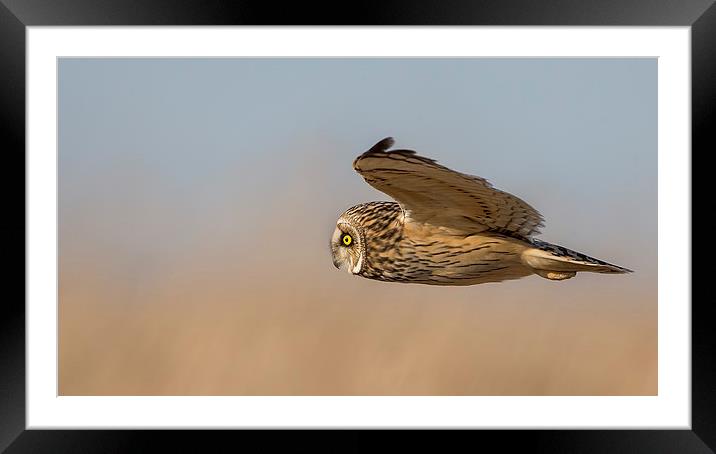 Short Eared Owl Framed Mounted Print by Andrew Haynes