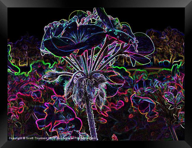 Glowing Flower Framed Print by Scott Thomson