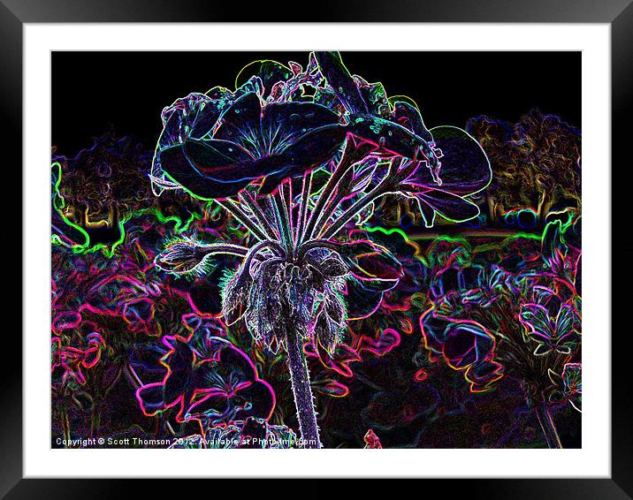 Glowing Flower Framed Mounted Print by Scott Thomson