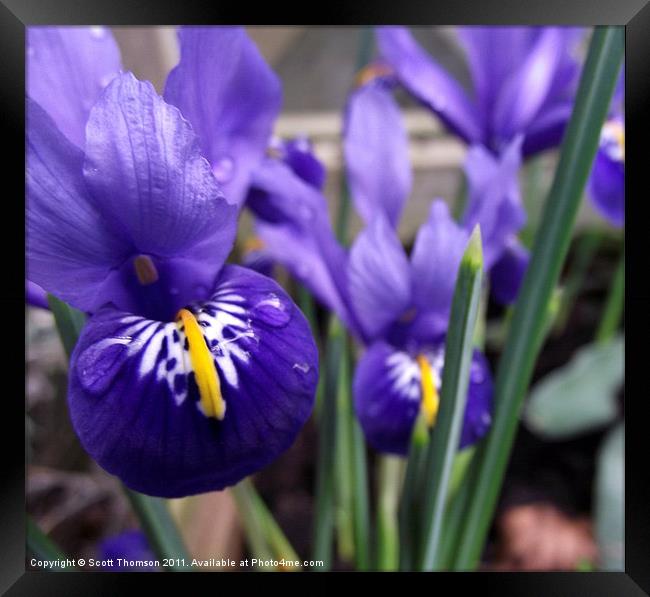 Minature irises Framed Print by Scott Thomson