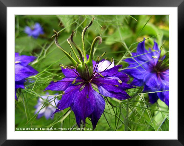 Love in a mist Framed Mounted Print by Scott Thomson