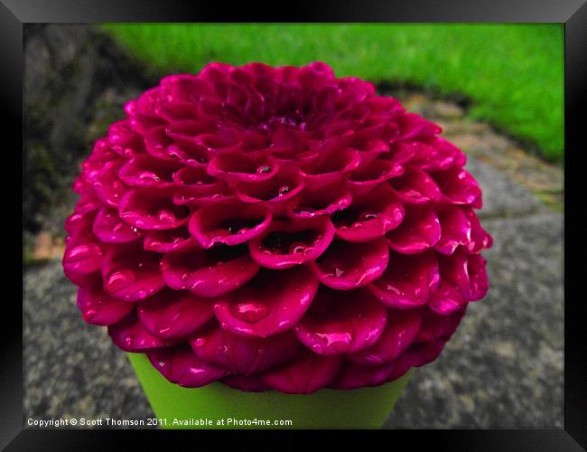 Red Dahlia Framed Print by Scott Thomson