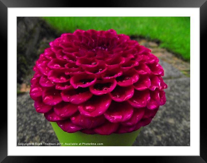 Red Dahlia Framed Mounted Print by Scott Thomson