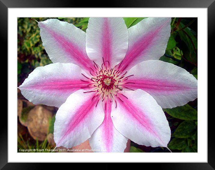 Giant clematis flower Framed Mounted Print by Scott Thomson