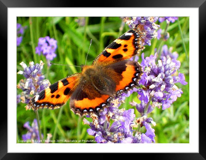 Butterfly Framed Mounted Print by Scott Thomson