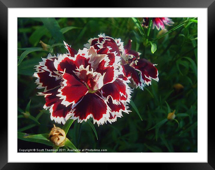 Red Flowers Framed Mounted Print by Scott Thomson