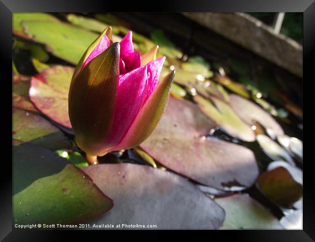 Water Lily Framed Print by Scott Thomson