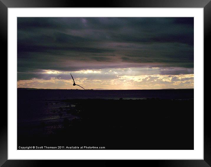 Sunset Seagull Silhouettte Framed Mounted Print by Scott Thomson