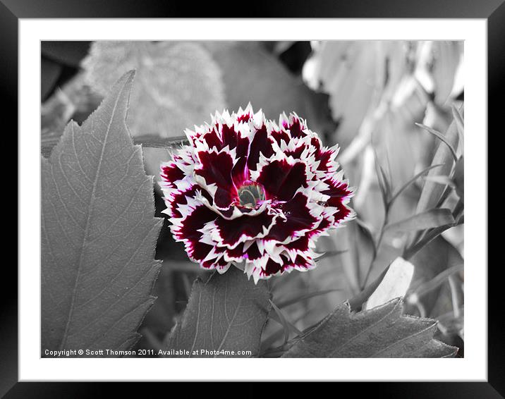 Selective colour flower Framed Mounted Print by Scott Thomson