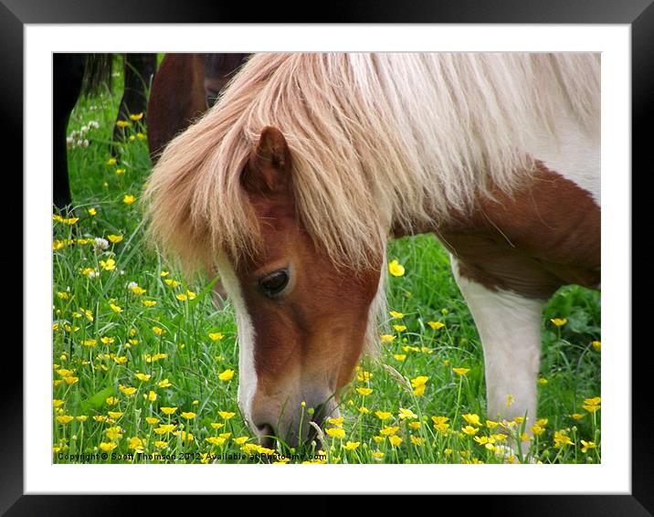 Horse Framed Mounted Print by Scott Thomson