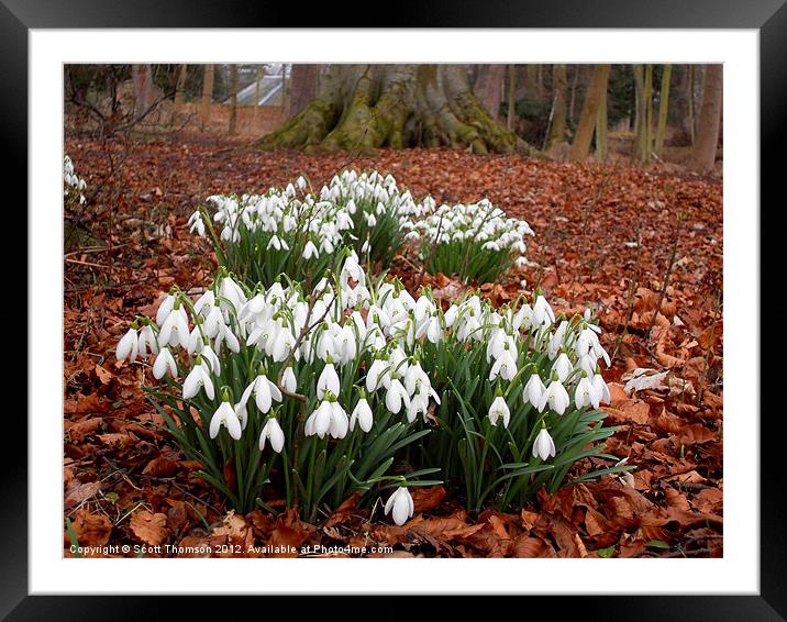 Snowdrops Framed Mounted Print by Scott Thomson