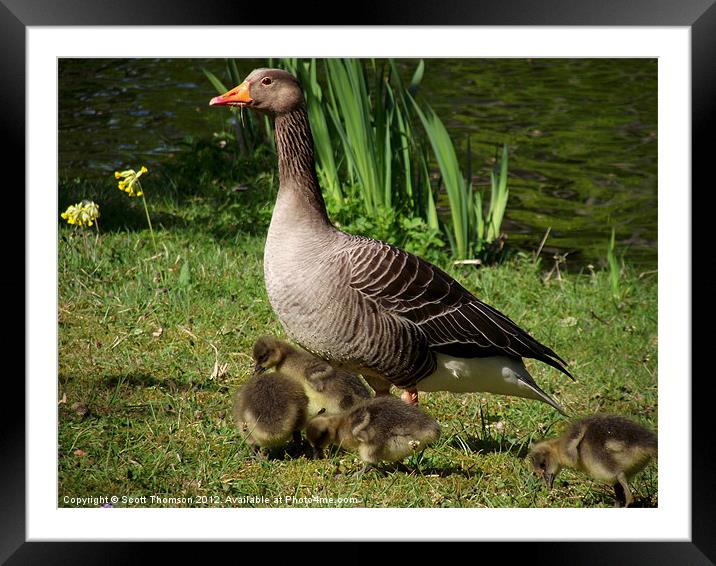 Goose Framed Mounted Print by Scott Thomson