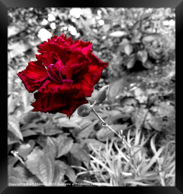 Red flower Framed Print by Scott Thomson