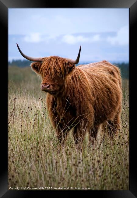 HIghland Cow at Loch Turret Framed Print by Corinne Mills