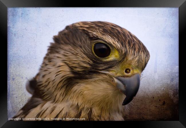 Saker Falcon Framed Print by Corinne Mills