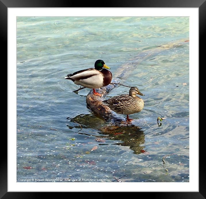 Mr & Mrs Duck Framed Mounted Print by Russell Deaney