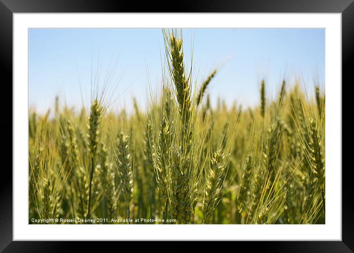 Fields of Gold Framed Mounted Print by Russell Deaney