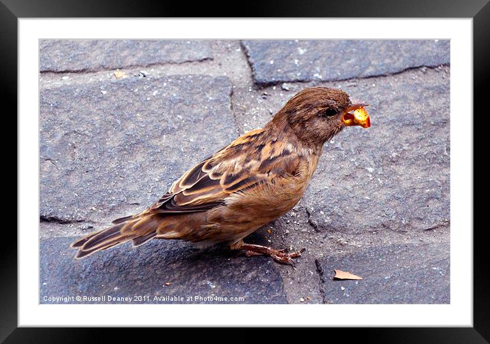 Snacking Bird Framed Mounted Print by Russell Deaney
