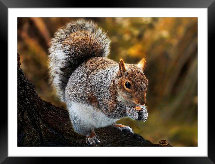Squirrel retreat Framed Mounted Print by Valerie Anne Kelly