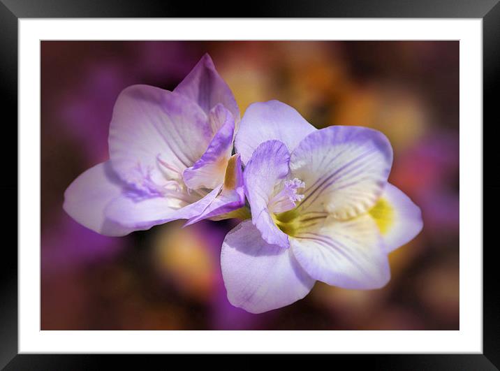 Lilac tones Framed Mounted Print by Valerie Anne Kelly